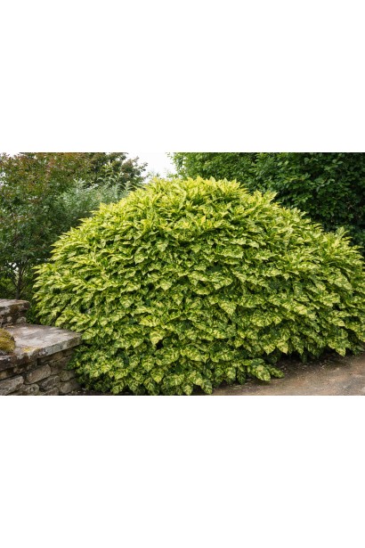 Aucuba japonica Кротоніфолія фото